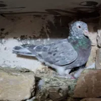 پرشی|پرنده|فیروزه, |دیوار