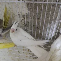 عروس هلندی سرلاکی نرمخور دونخور دستی نرماده بالغ