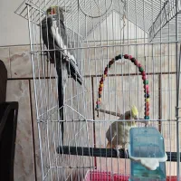 عروس هلندی نر و ماده با وسایل|پرنده|لنجان, |دیوار