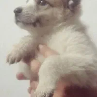 سرابی ماده دوماهه