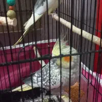 عروس هلندی|پرنده|خان ببین, |دیوار