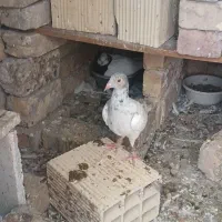 کبوترجفتی رنگی