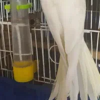 عروس هلندی لوتینو نر بالغ