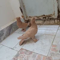 کفتر یا کبوتر