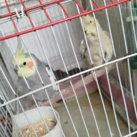 دو عدد عروس هلندی نر و ماده