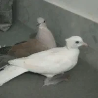 پرنده زینتی|پرنده|فاضل آباد, |دیوار