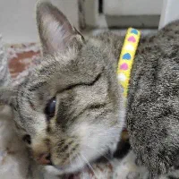 گربه گمشده|حیوانات|قم, تولید دارو و یخچال|دیوار