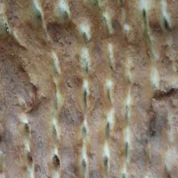 فروش-جواز-نانوایی