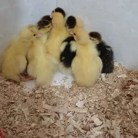 جوجه اردک اسرائیلی نیمچه اردک اسرائیلی ونمیچه غاز