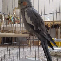 عروس هلندی