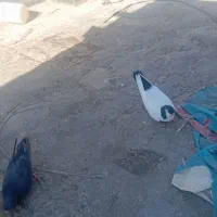 کفتر کبوتر خال دم سیاه