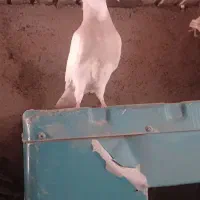 جوجه کبوتر طوقی