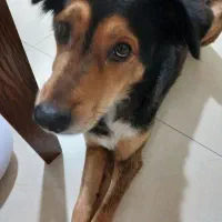 گمشده متل قو
