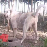 نر ۱۱ماهه الاش