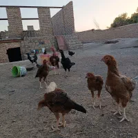 مرغ لاری و جوجه لاری اصیل