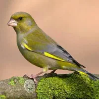 سهره چمنی|پرنده|سنندج, |دیوار