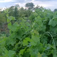باغ-وزمین-کشاورزی-باهم
