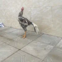 لاری اصیل|حیوانات مزرعه|رشت, فلسطین|دیوار