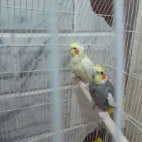 پرنده