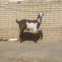 بز جوان