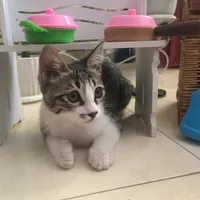 بچه گربه
