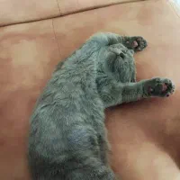 بچه گربه اسکاتیش فولد شورت هیر چالوس آمل محمودآباد|گربه|نوشهر, |دیوار