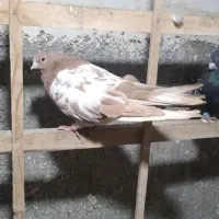 کفتر سرور  نوک ریز ۴۰ سانتی|پرنده|کرج, عظیمیه|دیوار