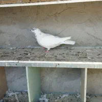 نر کله ای مست معاوضه با ماده یا فروش|پرنده|کیش, |دیوار