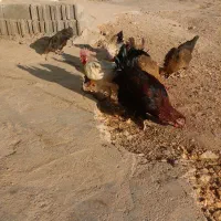 مرغ و خروس کوردی اصل|حیوانات مزرعه|روانسر, |دیوار