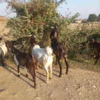 نربز تکه