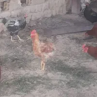 خروس|پرنده|گوآور, |دیوار