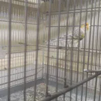 قناری و سهره|پرنده|اسلامشهر, شهرک مهدیه|دیوار