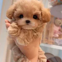 توله فنجونی|سگ|بم, |دیوار