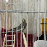 عروس سینامون|پرنده|قم, وادی السلام|دیوار