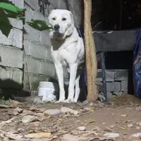 سگ خراسانی|سگ|آستانه اشرفیه, |دیوار