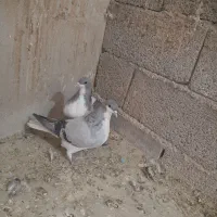 کبوتر بدرنگ