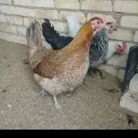 جوجه بومی ومرندی