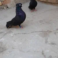 جفت سیاه واکسی|پرنده|خرمشهر, |دیوار