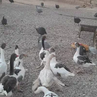 مرغ شاخدار و غاز|حیوانات مزرعه|دهلران, |دیوار