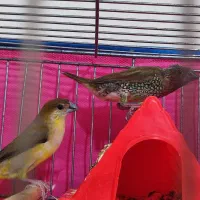 فنچ|پرنده|زاهدان, |دیوار