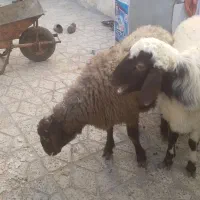 دو عدد بره نر درجه یک