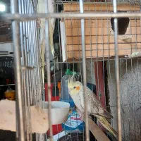 عروس هلندی|پرنده|قدس, شهر‌قدس|دیوار