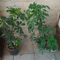 گل و گیاه