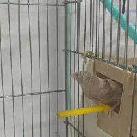 فنچ گلوبریده حنایی روبان نارنجی|پرنده|شیراز, رازی|دیوار