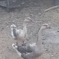 غاز