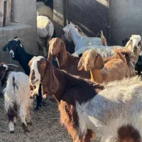 همه رقم گوسفند موجود داریم|حیوانات مزرعه|یزد, |دیوار