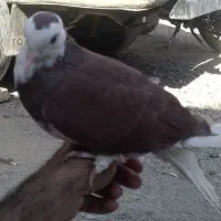 کفتر فروشی