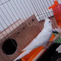عروس هلندی آلبینو