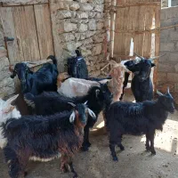 4بزن و5 کار