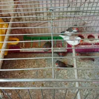 فنچ سرحال و تخم گذار|پرنده|خمینیشهر, |دیوار